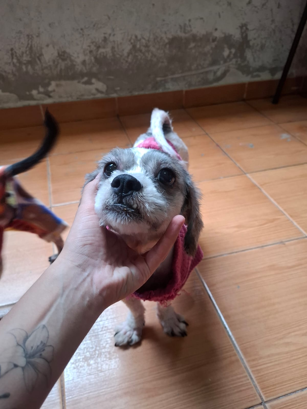 Foto 2 do pet